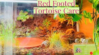 Red Footed Tortoise Care Guide [upl. by North180]