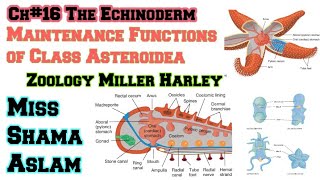 Ch16The Echinoderm Important function of class Asteriodea Maintenance functions of Class Asteroidea [upl. by Mcdowell]