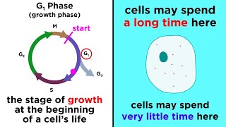 The Cell Cycle and its Regulation [upl. by Nolram]