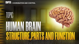 Human brain  structure and function Fore Brain  Mid Brain  Hind Brain  Human nervous system [upl. by Etiuqal712]