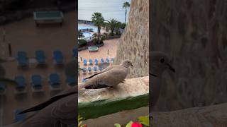 Tórtola 🕊️ Hotel Maspalomas Gran Canaria 🇮🇨 Playa del Ingles Hotel Beach Walk 2023 [upl. by Ahseined243]