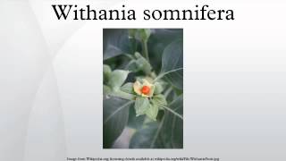 Withania somnifera [upl. by Mar]