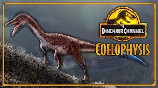 What Was The Coelophysis  The Dinosaur Channel [upl. by Amsden]