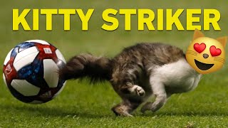 How Animals Save A Goal In SoccerFootball Comedy Compilation [upl. by Olodort475]