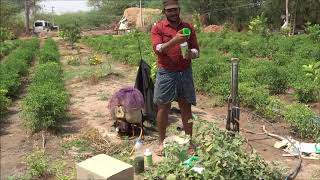 Application of Biofertilizers and Biopesticides through Drip Irrigation [upl. by Eceinal]