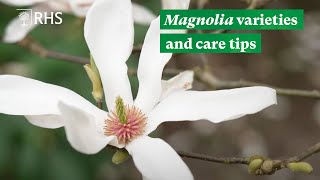 Magnolia varieties and care tips  The RHS [upl. by Milone263]