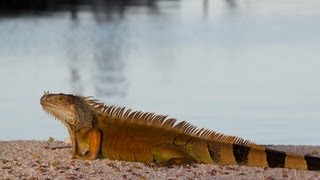 Iguanas Running Around Everywhere in the Florida Keys [upl. by Verada289]