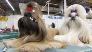 Dogs 101 Shih Tzu [upl. by Alial197]