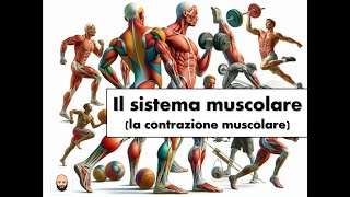 La contrazione muscolare [upl. by Ardnait]