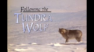 Folllowing the Tundra Wolf [upl. by Meakem]