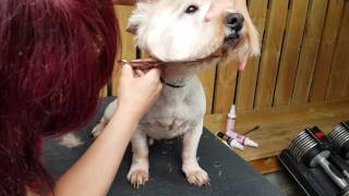 Trimming a westie head [upl. by Bertila]