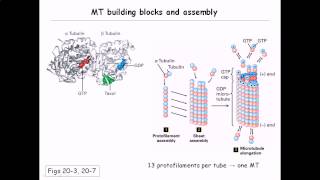 Microtubule structure and assembly [upl. by Anirrehs]