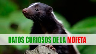 Mofeta Zorrillo Zorrino Chingue Tejón Mephitidae  Datos curiosos de animales [upl. by Acinehs]