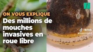 Pourquoi la Californie largue des mouches nuisibles sur ses habitants [upl. by Jezabella319]