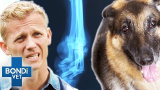 Limping German Shepherd Can’t Walk Without Pain 😢❤️ Bondi Vet [upl. by Nrubyar]