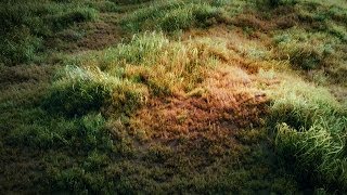 Blender Tutorial How to make a grass field [upl. by Eirolam865]