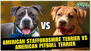 American Staffordshire Terrier Vs American Pitbull Terrier Whats The Difference [upl. by Weibel70]