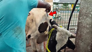 Cow Video  Melonex Plus  Meloxicam amp Paracetamol Injection  Treatment For Fever amp Body Pains [upl. by Nykal699]