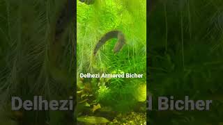 Delhezi Armored Bichir [upl. by Anaeli]