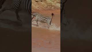 Leopard’s ruthless hunt  Baby zebra’s final moments  shorts [upl. by Philbo]