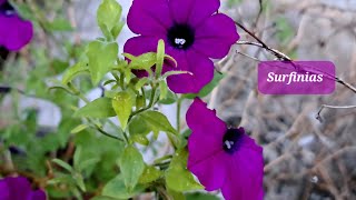 Horticultural variety Surfinia for hanging baskets [upl. by Jeunesse]