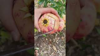 Pomegranate cutting satisfying cuttingskills delicious fruit [upl. by Dragelin]