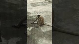 Comedy money 😍😍🐒 comedy monkey funny [upl. by Kriste]