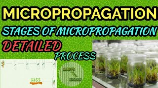 MICROPROPAGATION  DIFFERENT STAGES OF MICROPROPAGATION [upl. by Casilde]