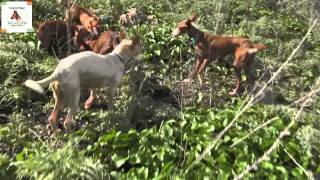 Podenco andaluz Tagadona Cazando en la Arquería 181112 13 [upl. by Eliason]