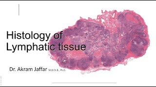 Histology of the lymphatic system [upl. by Akihsal560]