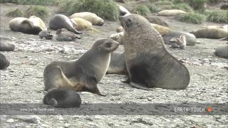 Fur seal mating ritual [upl. by Bohaty]