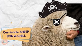 Spin amp Chill Corriedale Sheep [upl. by Letram]