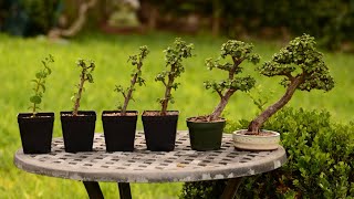 From Cutting to Bonsai Tree  6 Year Evolution of a Portulacaria afra  Little Jade Bonsai [upl. by Odlanyer]