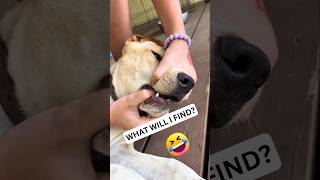 🐶 Dogs Being Dog Gone Hilarious Part 38 🐾😂 funny [upl. by Freeland]