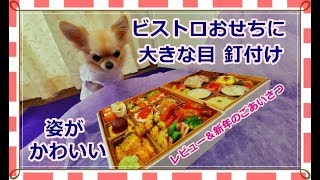 ビストロおせちに大きな目が釘付け👀の姿が可愛いチワワ🐶レビュー＆新年のごあいさつ🎍お取り寄せ2020～Japanese New Year cuisine and cute Chihuahua👘 [upl. by Maurizio]