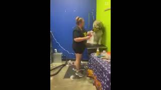 Animal ABUSE at Splash amp Dash Grooming in McKinney TX [upl. by Odnomyar]