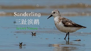 Sanderling 三趾滨鹬 三趾濱鷸 Calidris alba ミユビシギ KEDIDI JARI TIGA [upl. by Botnick]