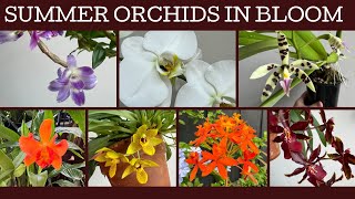 What orchids are in bloom this summer [upl. by Bayard]