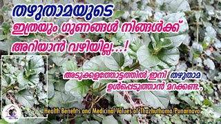 തഴുതാമപുനർനവയുടെ ഔഷധ ഗുണങ്ങൾ  Health BenefitsMedicinal Values of ThazhuthamaPunarnavaArus Mom [upl. by O'Toole]