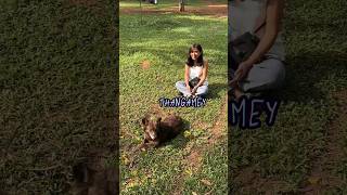 Singing Malayalam Song to a Dog in Cubbon Park Bangalore [upl. by Aihcela]