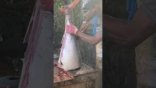 Amazing  Yellowfin Tuna Cutting skills 🔥🔥🔥  Big tuna cutting skills fishing food shorts [upl. by Nitsyrk293]