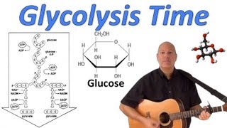 Glycolysis Time [upl. by Ailhat]