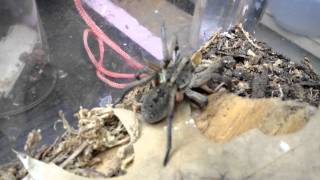 Carolina Wolf Spider FAST POUNCE [upl. by End]