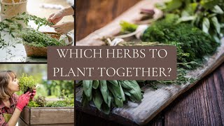 Which Herbs To Plant Together  10 Common Herbs Companion Planting [upl. by Dymoke]