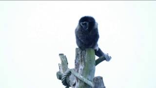 Zingende Gibbon Aap geeft Concert Singing Monkey [upl. by Joashus]