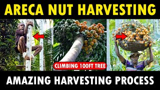 Areca nut Harvesting  Betel Nut Harvesting  Supari Farming [upl. by Sweyn]