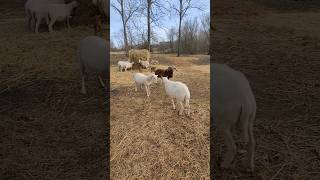 Sheep in Heat Signs  Breeding Sheep [upl. by Sualk]