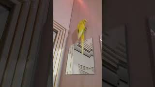 birds memes funny cockatiel parrot меме [upl. by Bo]