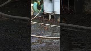 The two birds enjoy to swim birds water shortsvideo [upl. by Oneg]