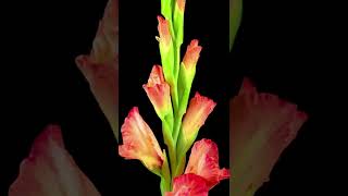 Opening Pink Gladiolus Flower 01  Time Lapse [upl. by Mackay]